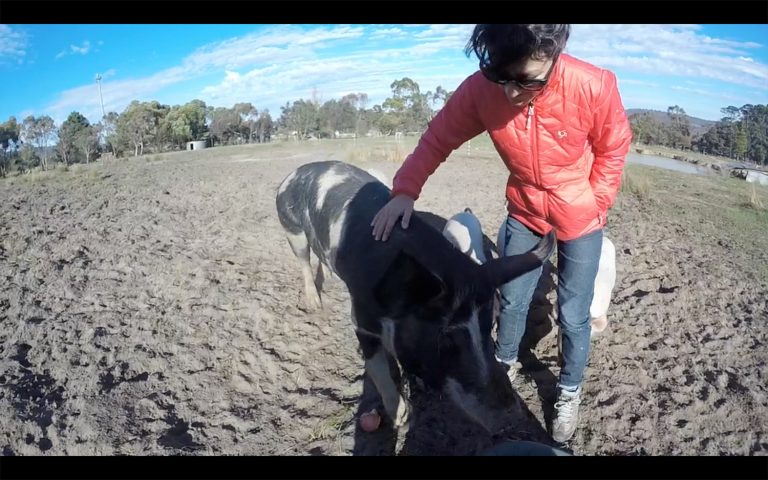 [VIDEO] Una tarde con los Chanchos en Harcourt, VIC