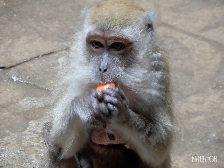 Batu Caves y la discordia de lo sagrado