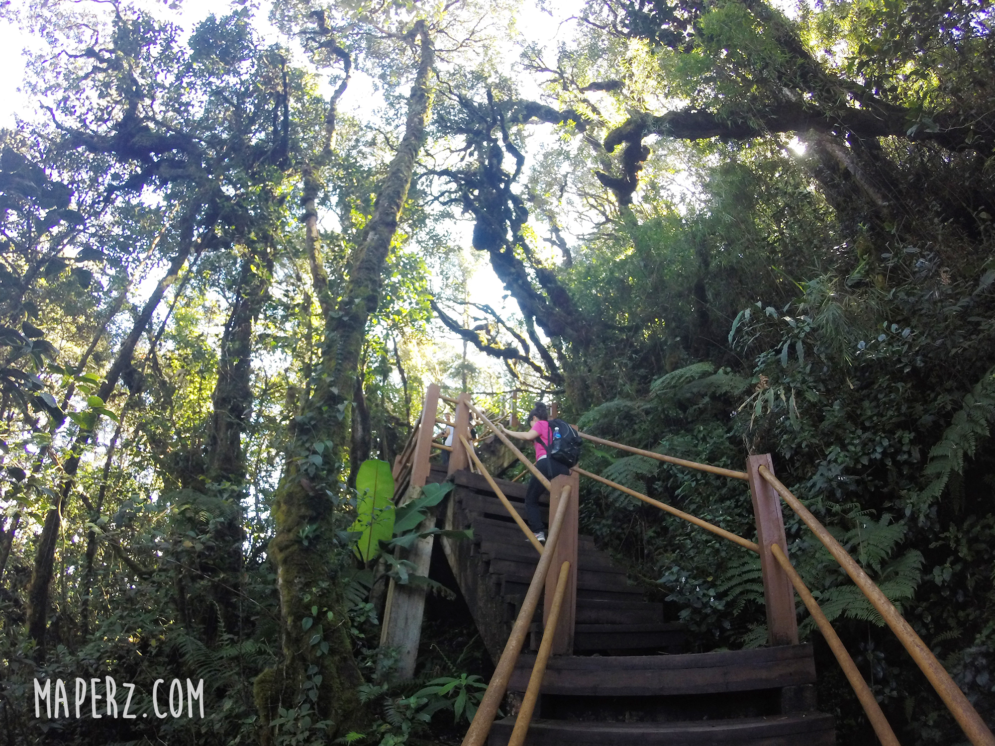 Mossy Forest - Cameron Highlands