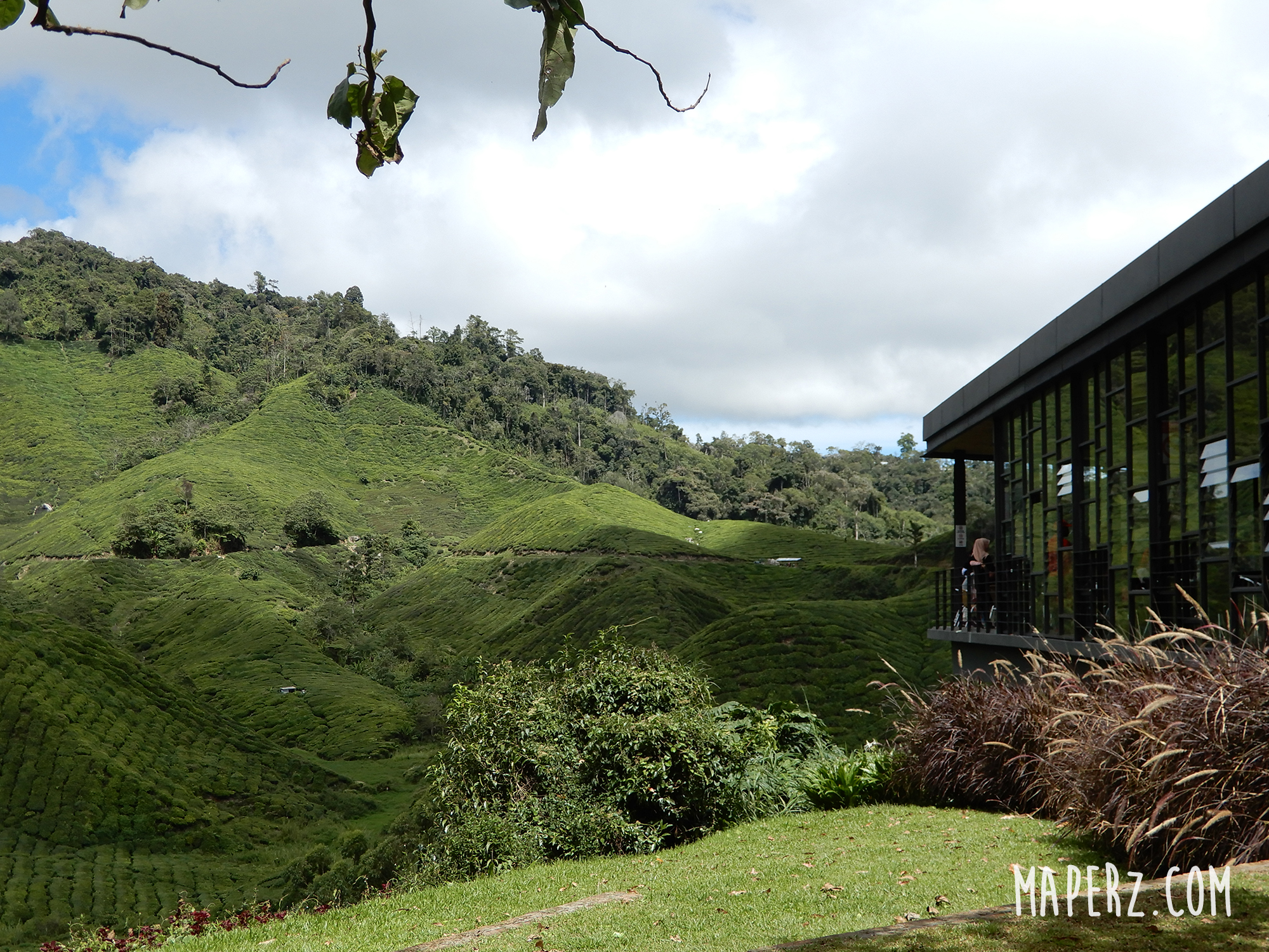 Boh Tea Plantation