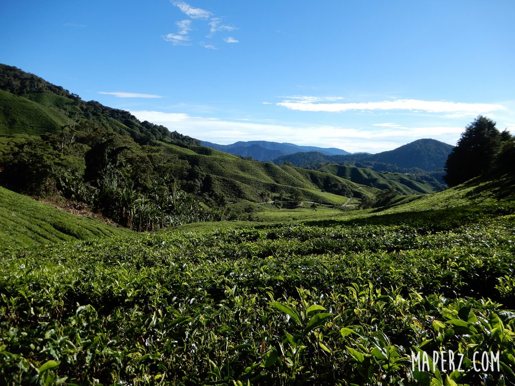 plantaciones de Té en Cameron Highlands