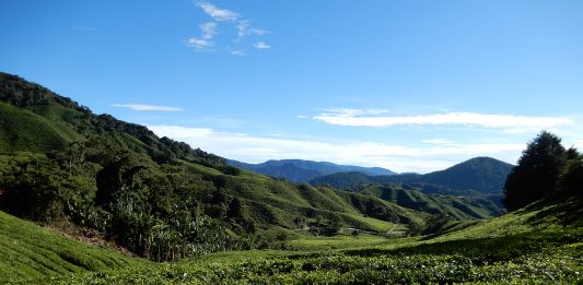 plantaciones de Té en Cameron Highlands