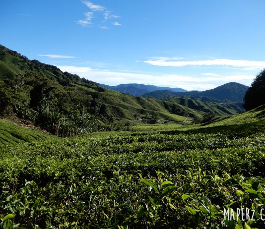 plantaciones de Té en Cameron Highlands