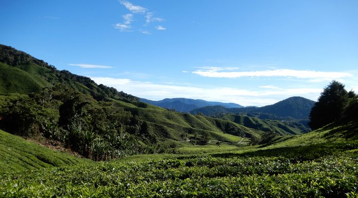 plantaciones de Té en Cameron Highlands