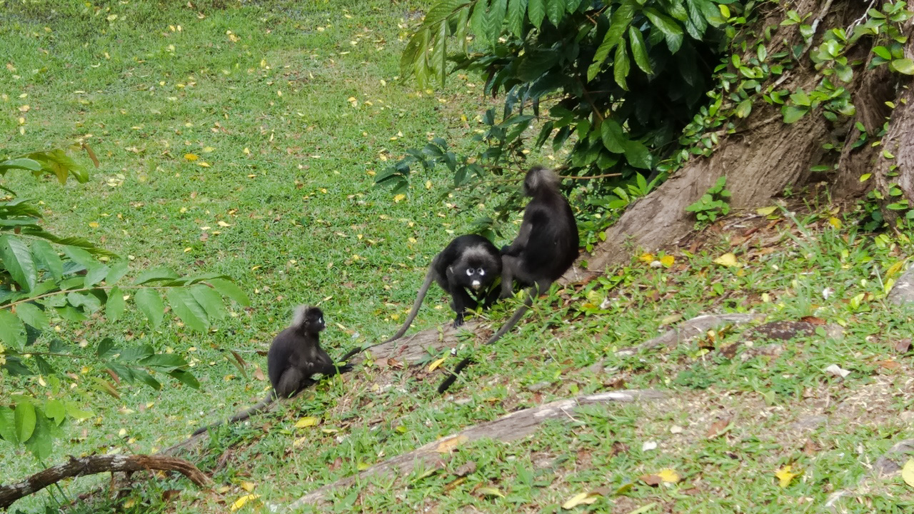 Langur oscuro en jardín botánico