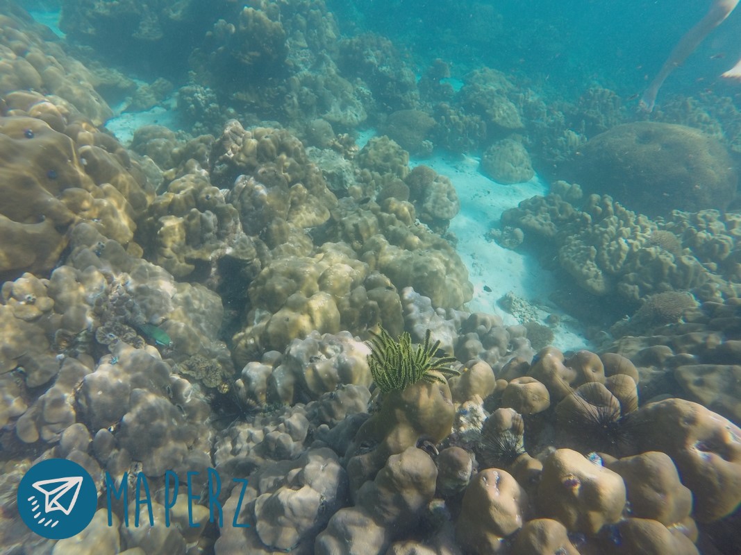 Snorkelling en Koh LipeSnorkelling en Koh Lipe