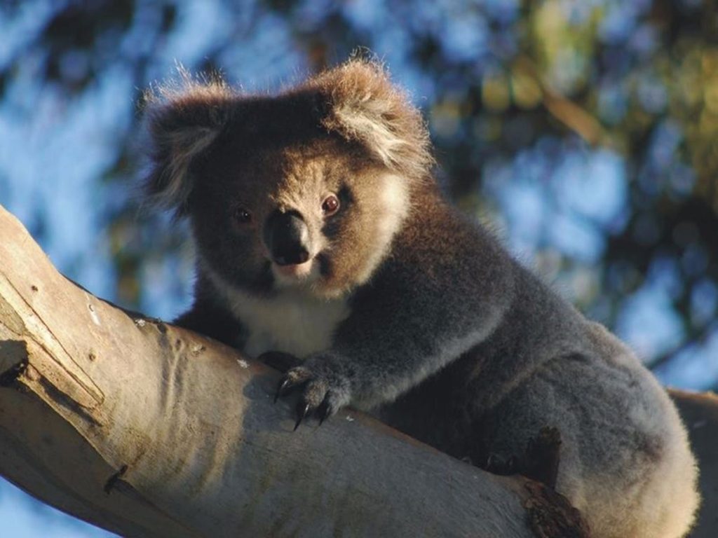 koalas-otway-park