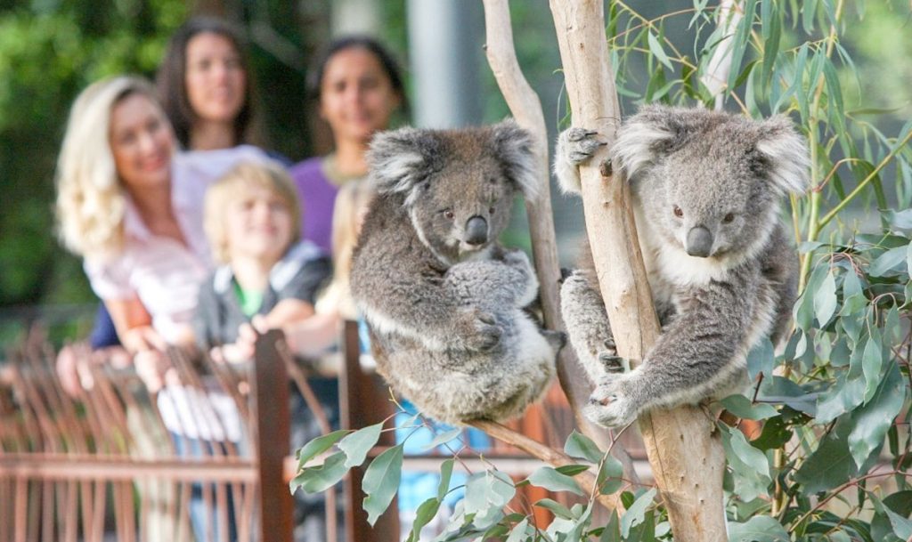 Top 5 Melbourne Zoos