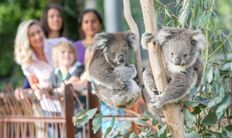 Top 8 Melbourne Zoos and Attractions for Animal Encounters