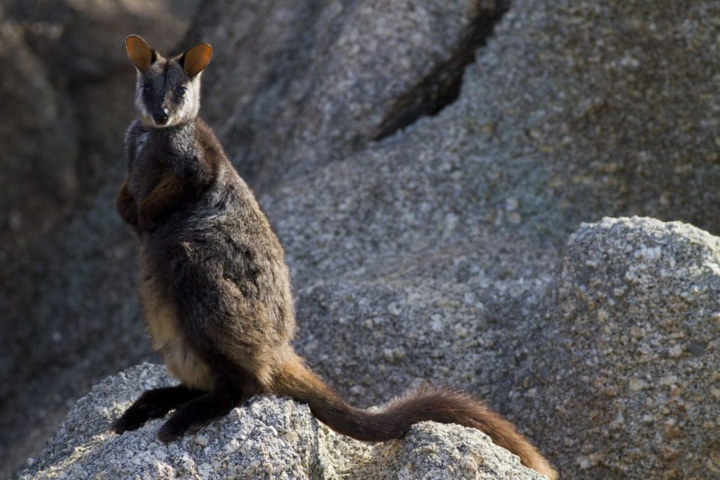 wallabi-the-grampians